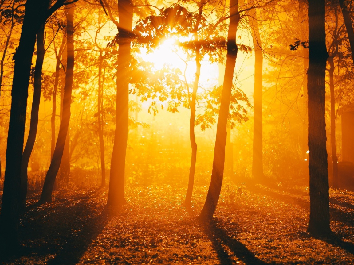 Огненный закат в осеннем лесу