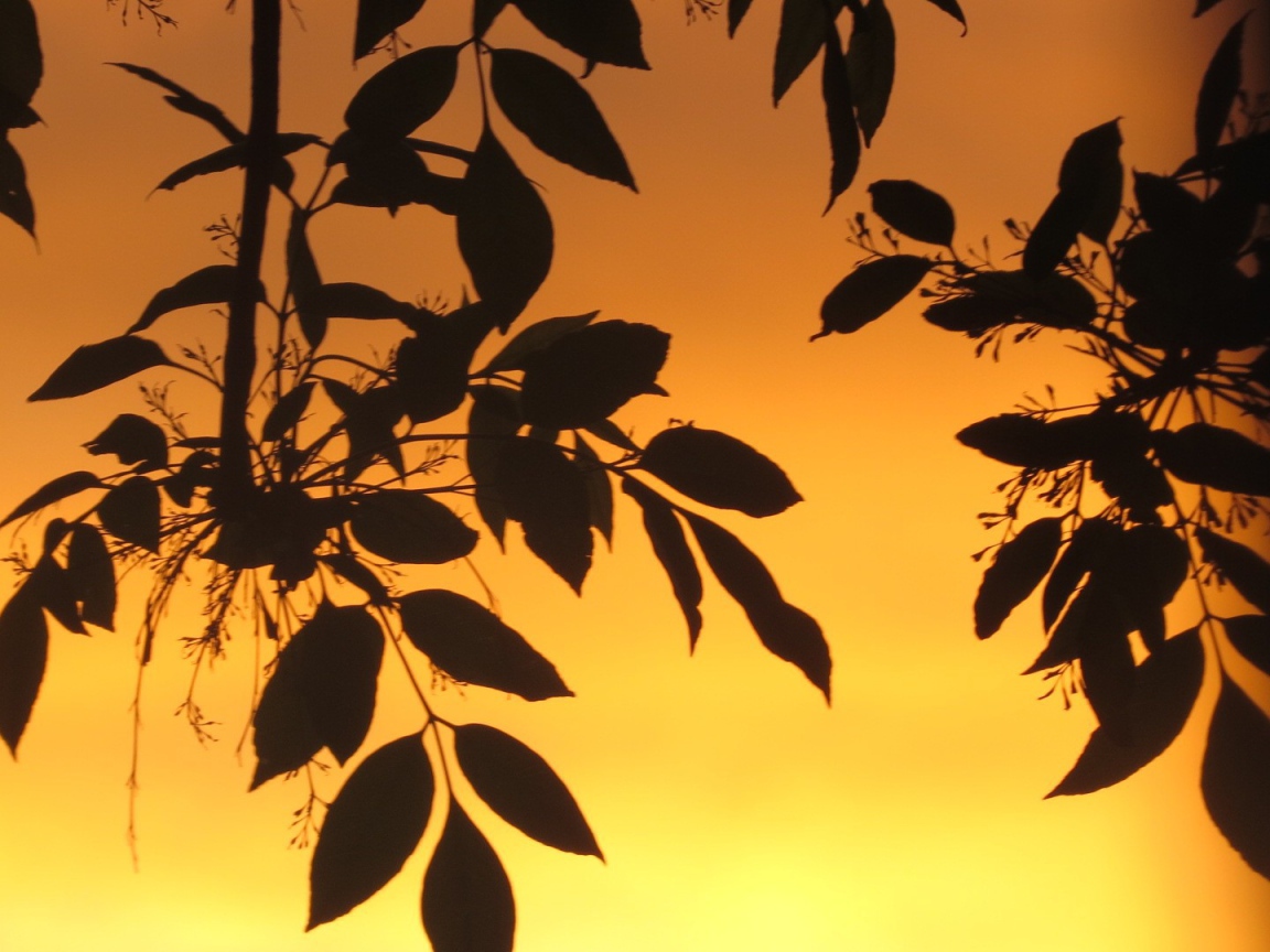 Листья на фоне оранжевого неба