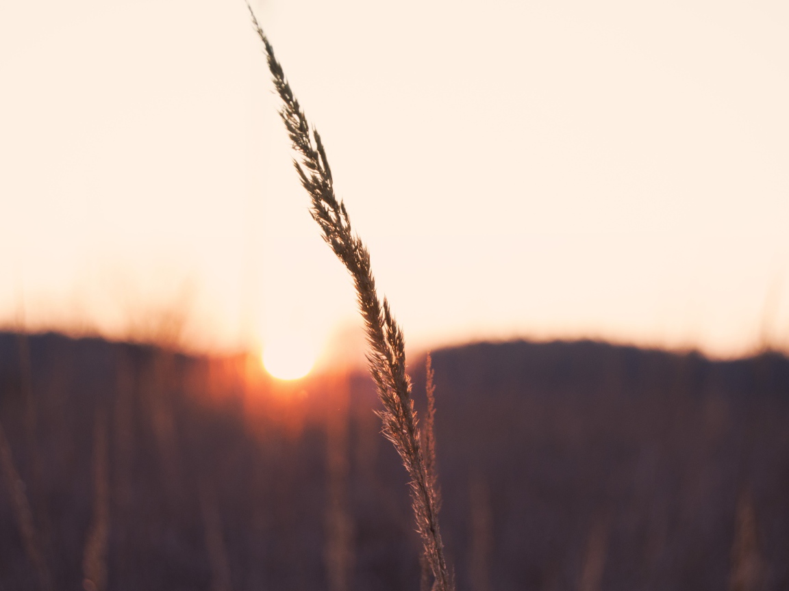 Одинокий колосок на фоне заката