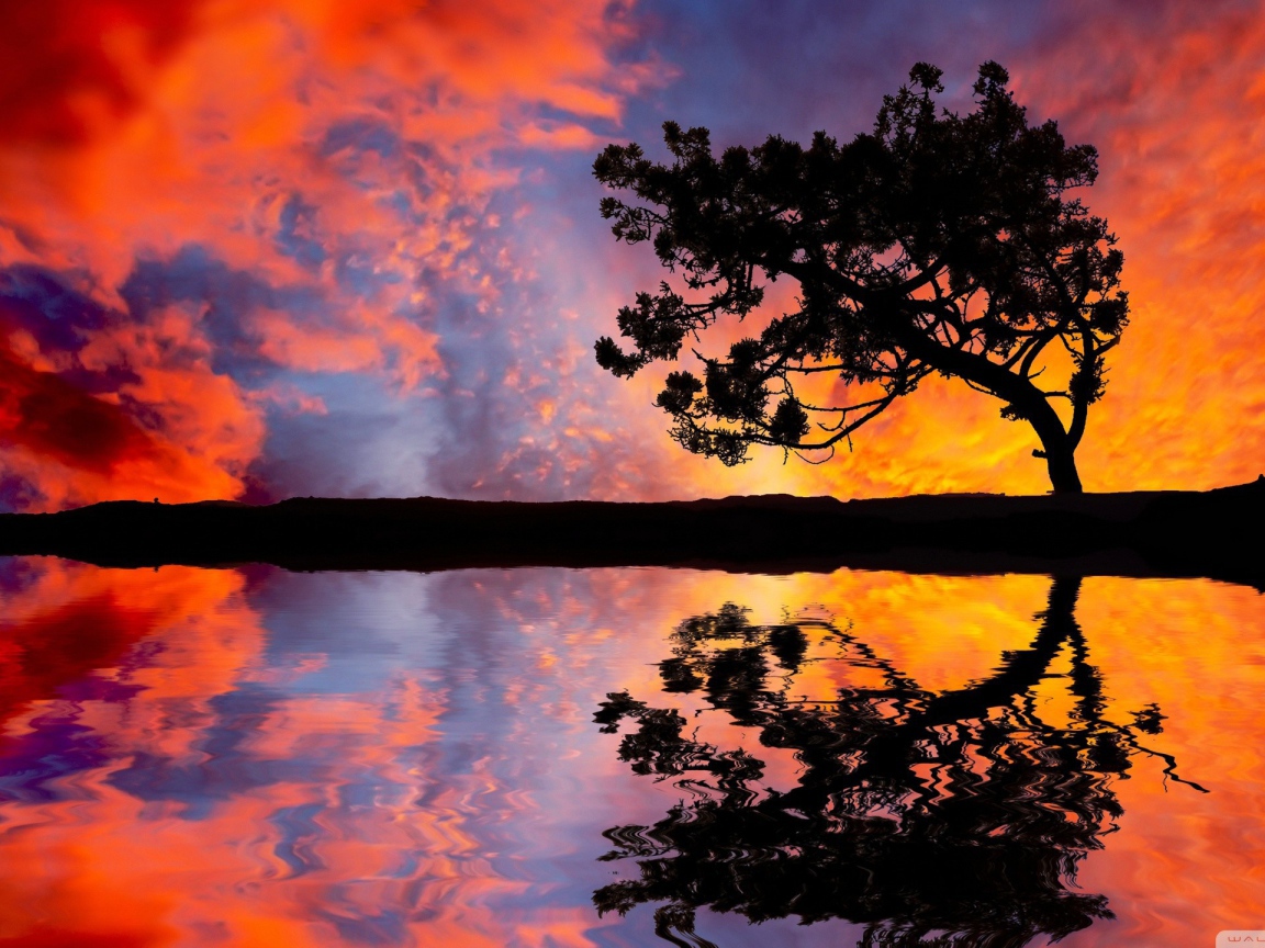 Силуэт дерева на фоне красных облаков