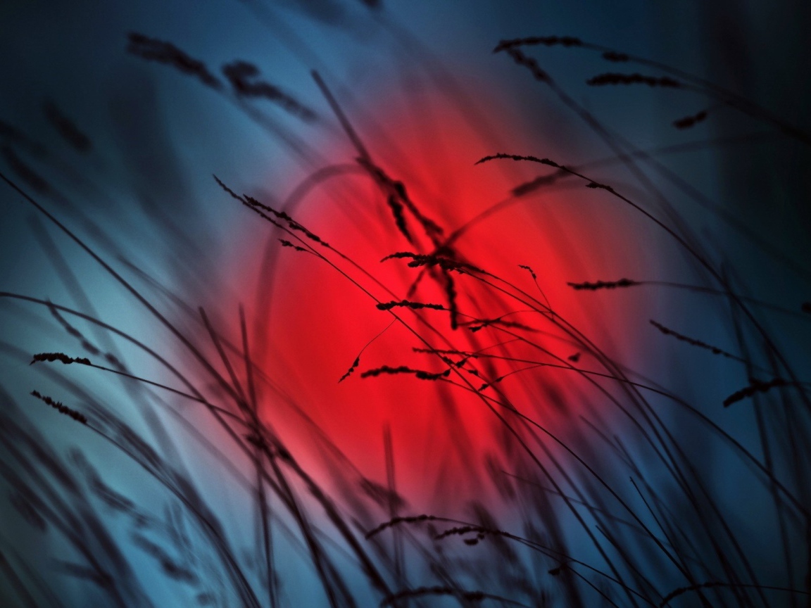 Колоски на фоне красного солнца