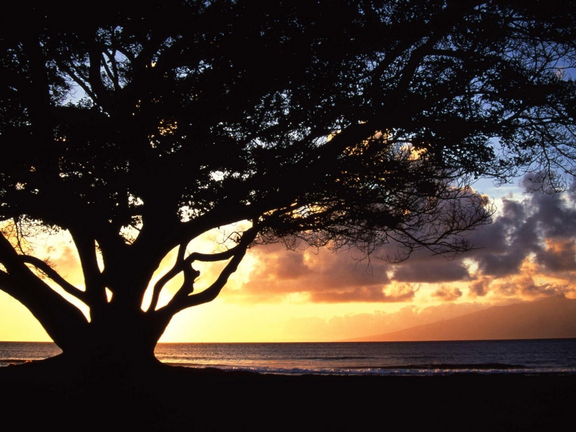 Дерево раскинуло ветви на фоне заката