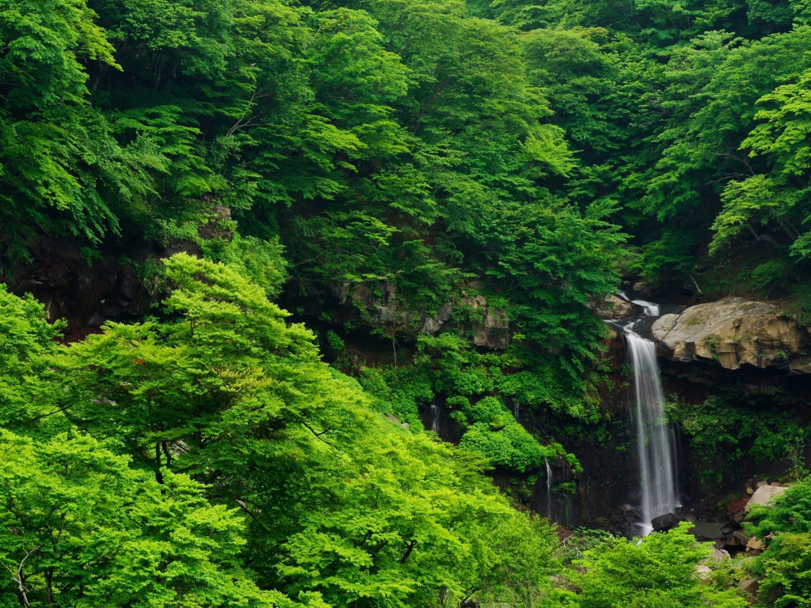 Густые зеленые заросли и водопад на камнях