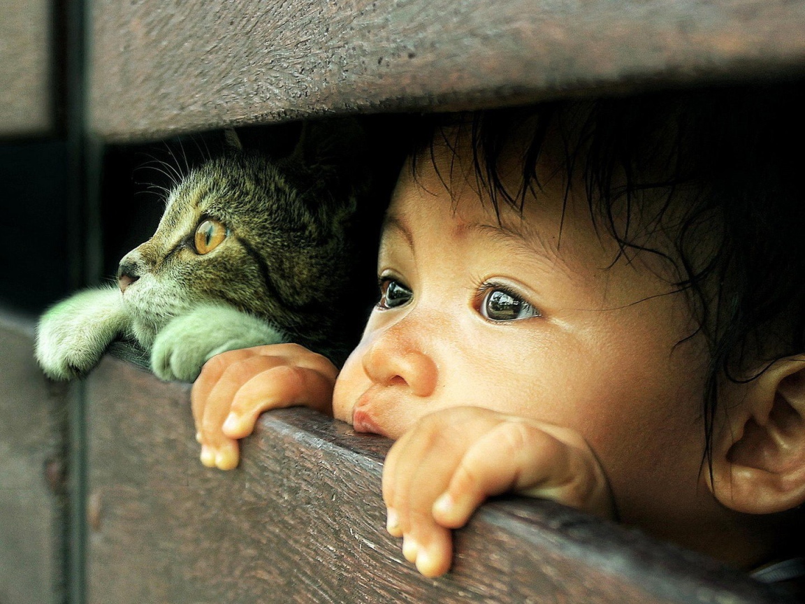 Любознательные кот и малыш