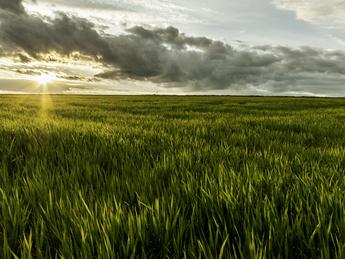 Фермерское поле в Румынии
