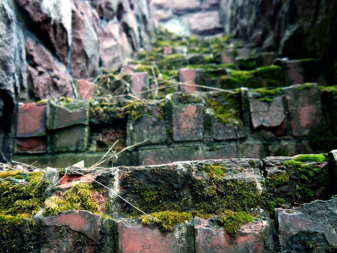 Поросшие мхом ступени