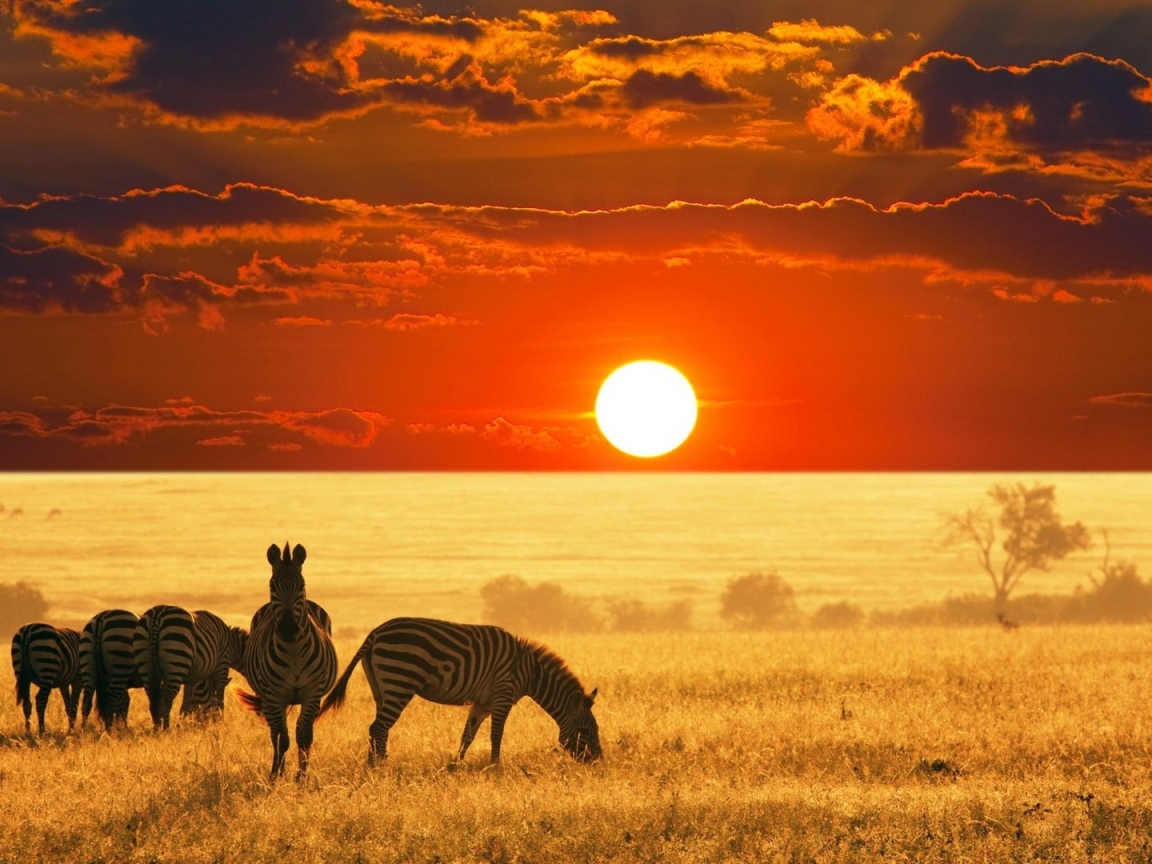 Zebras in a field at sunset, Africa