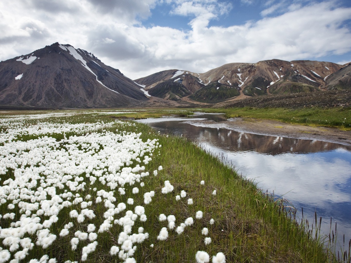 Полевые цветы в Исландии