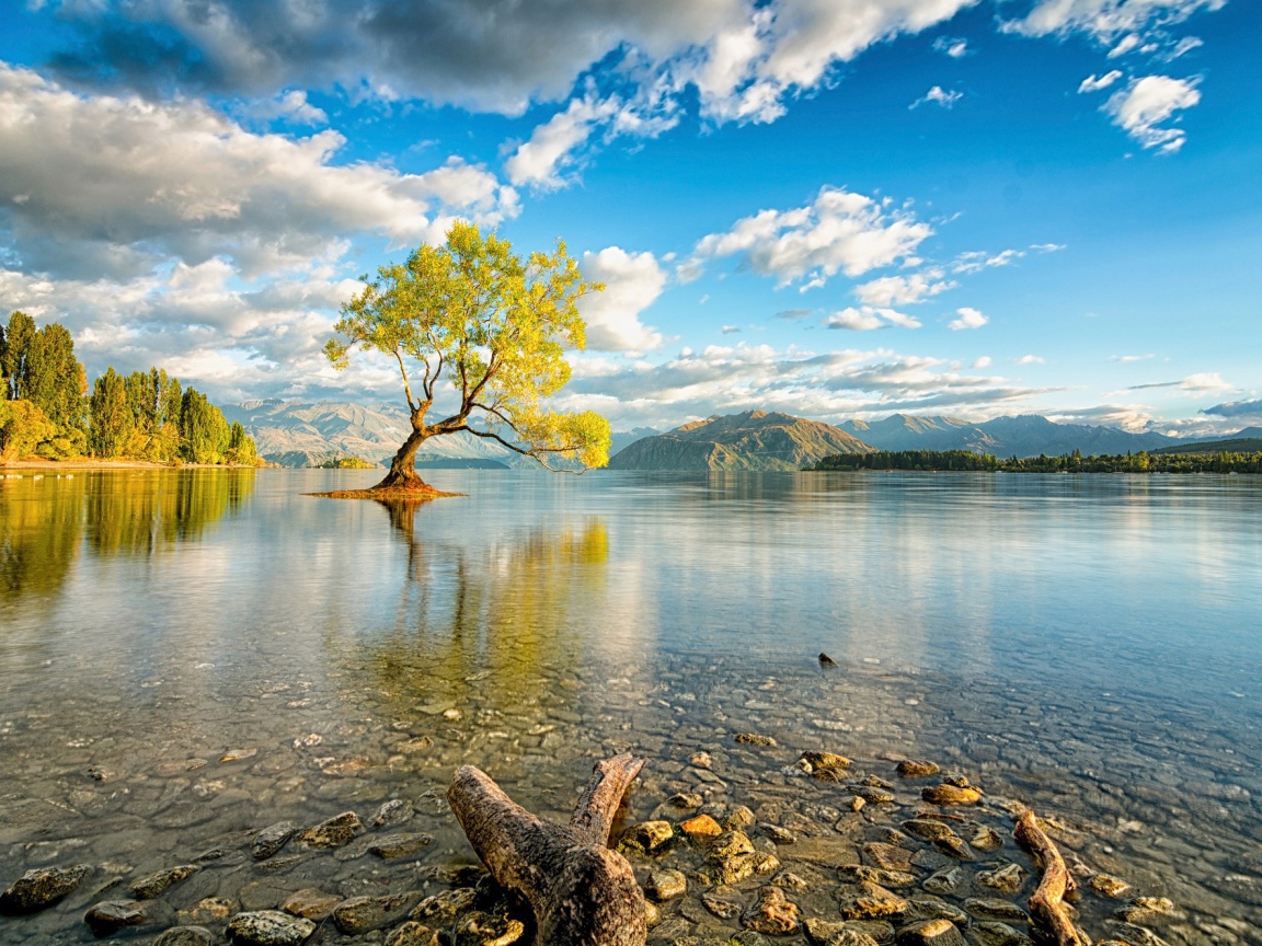 Дерево посреди озера в Новой Зеландии