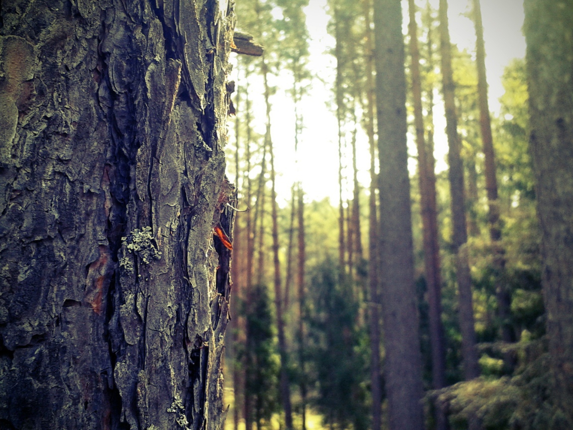 Лес в Мазурии, Польша