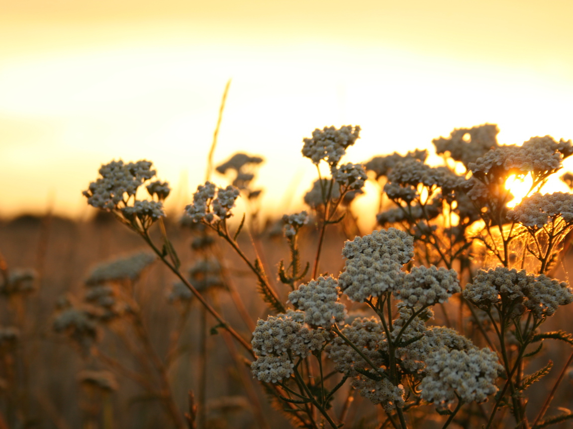 Полевые растения на фоне заката в Польше