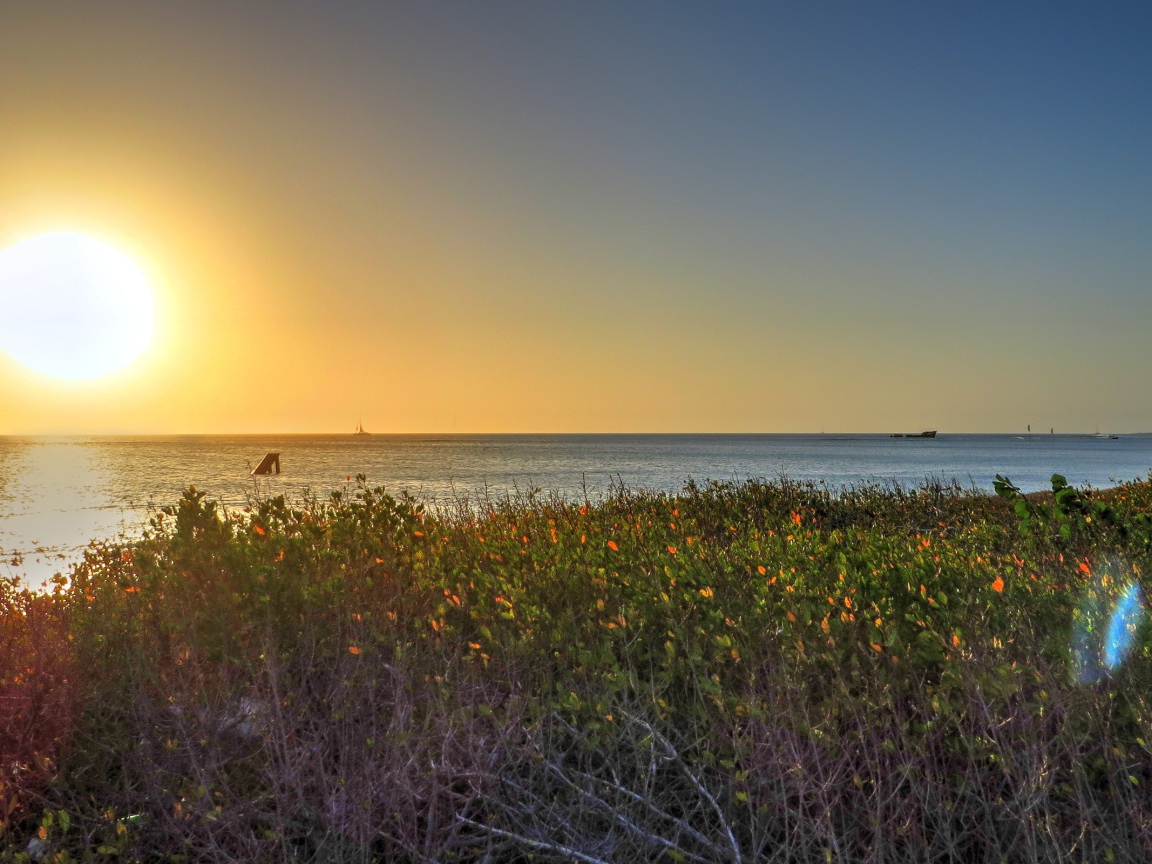 Растения на берегу моря на Арубе