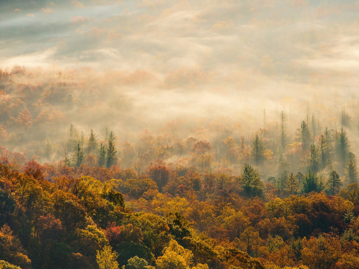 Лес в Северной Каролине
