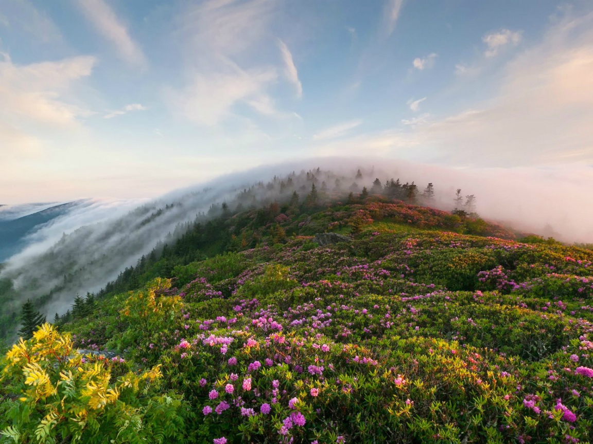 Рон Маунтин, Теннесси, США