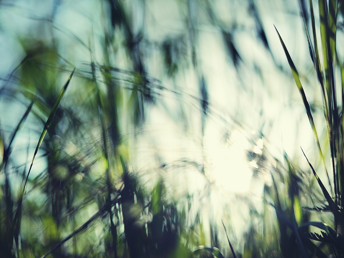 Размытое фото травы