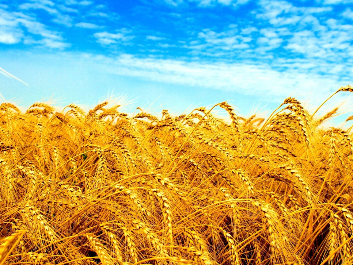 Желтое поле под голубым небом в Украине