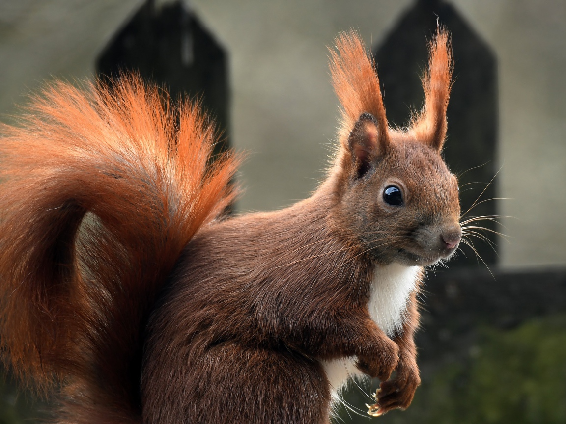 Белка с пушистым рыжим хвостом 