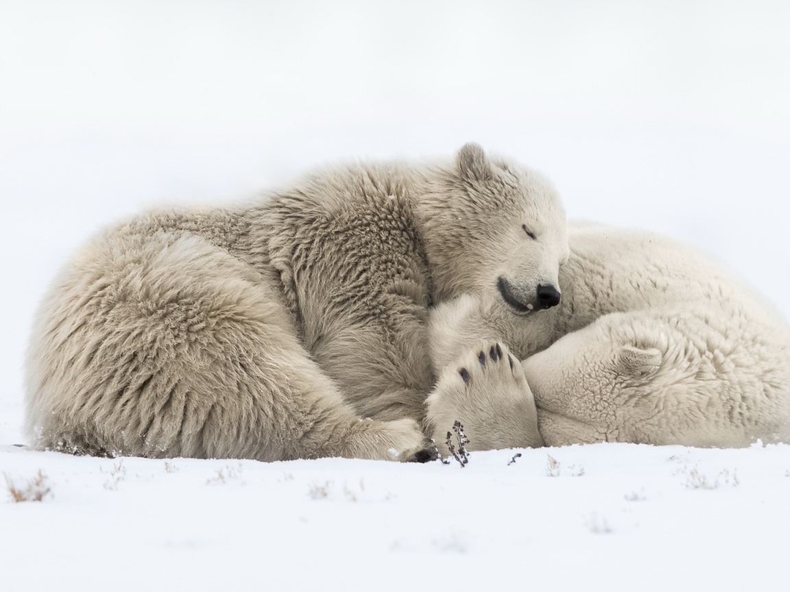 Два больших белых медведя спят на снегу 