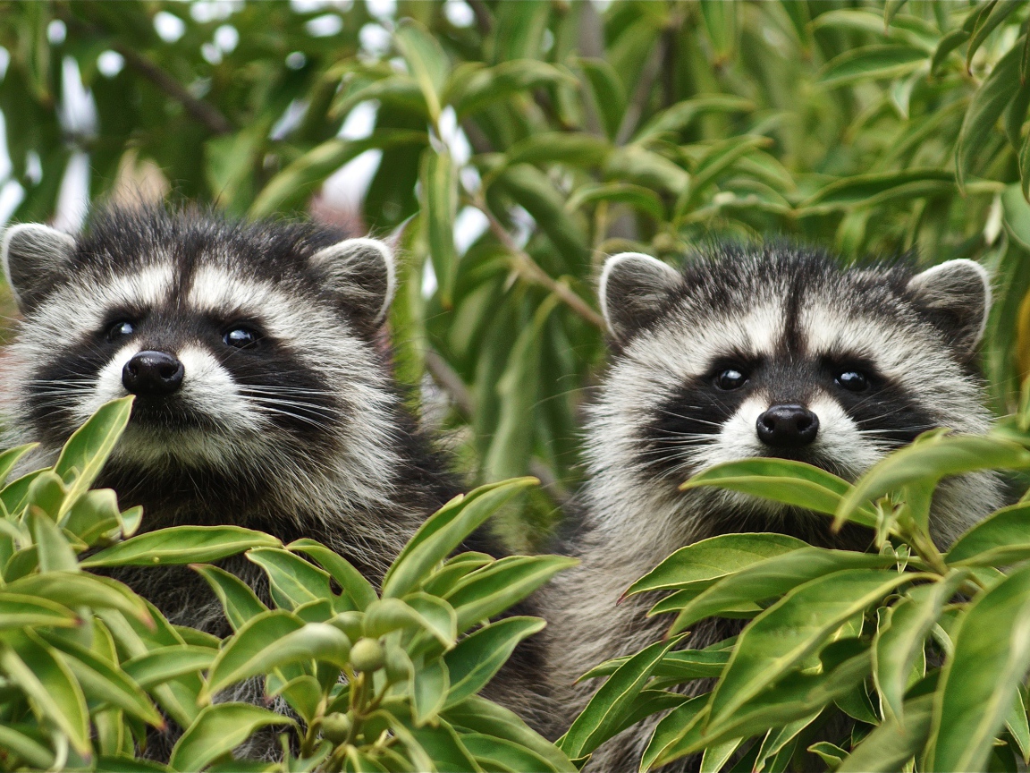 Два енота прячутся в зеленых листьях