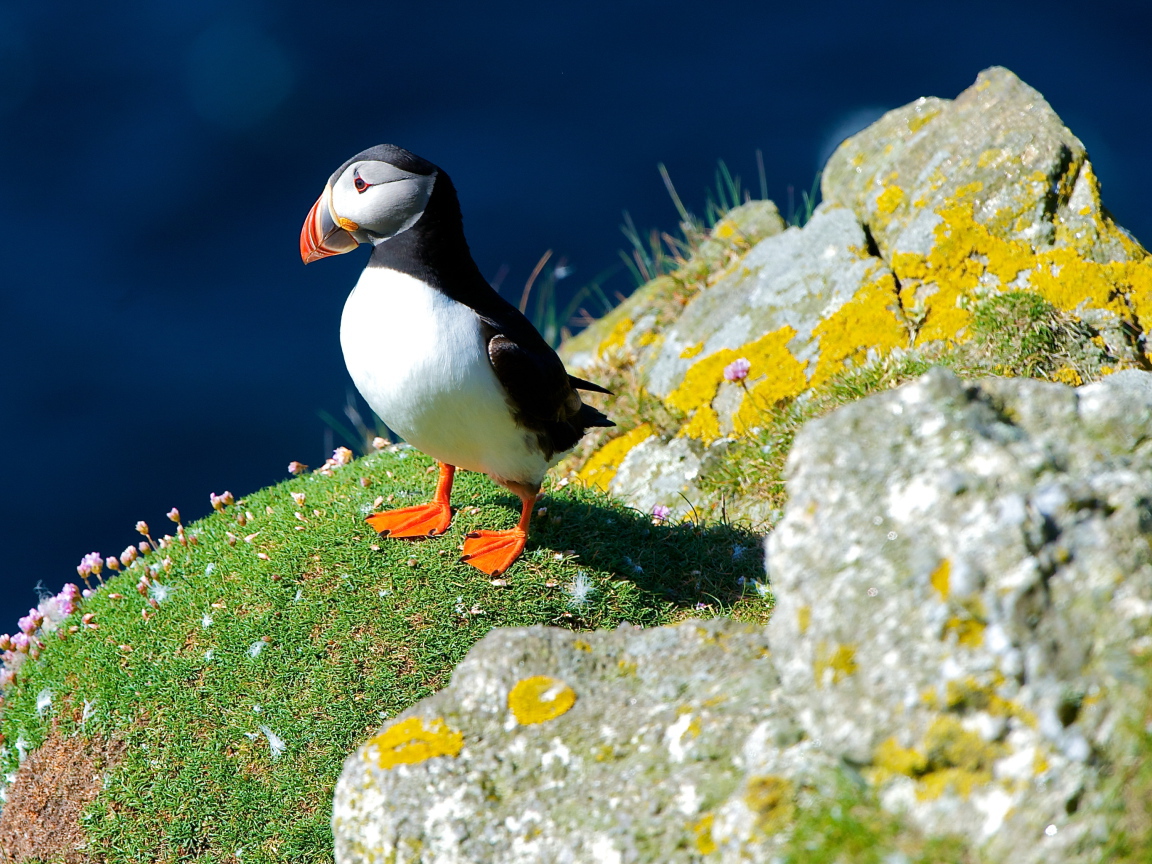 Маленькая птица тупик на скале 