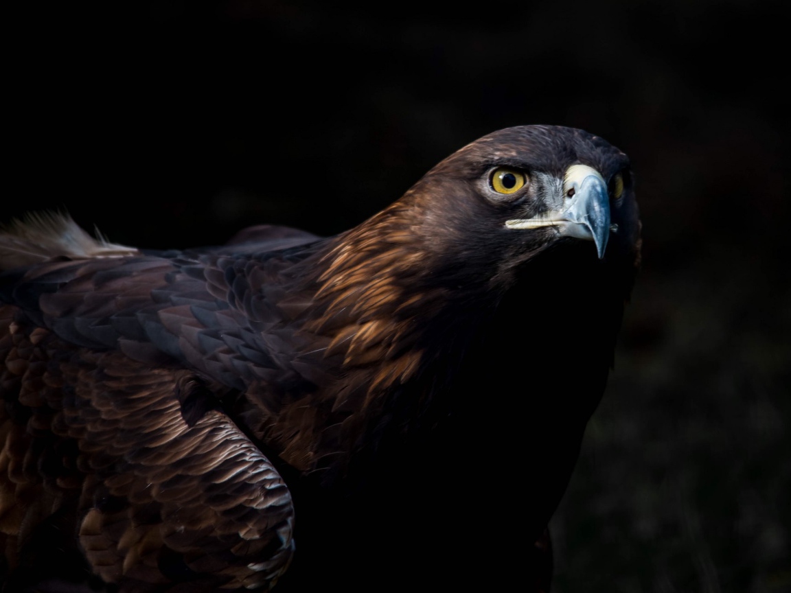 Большая хищная птица беркут 