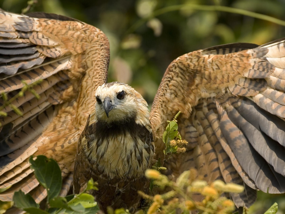 Большой хищный ястреб расправил крылья