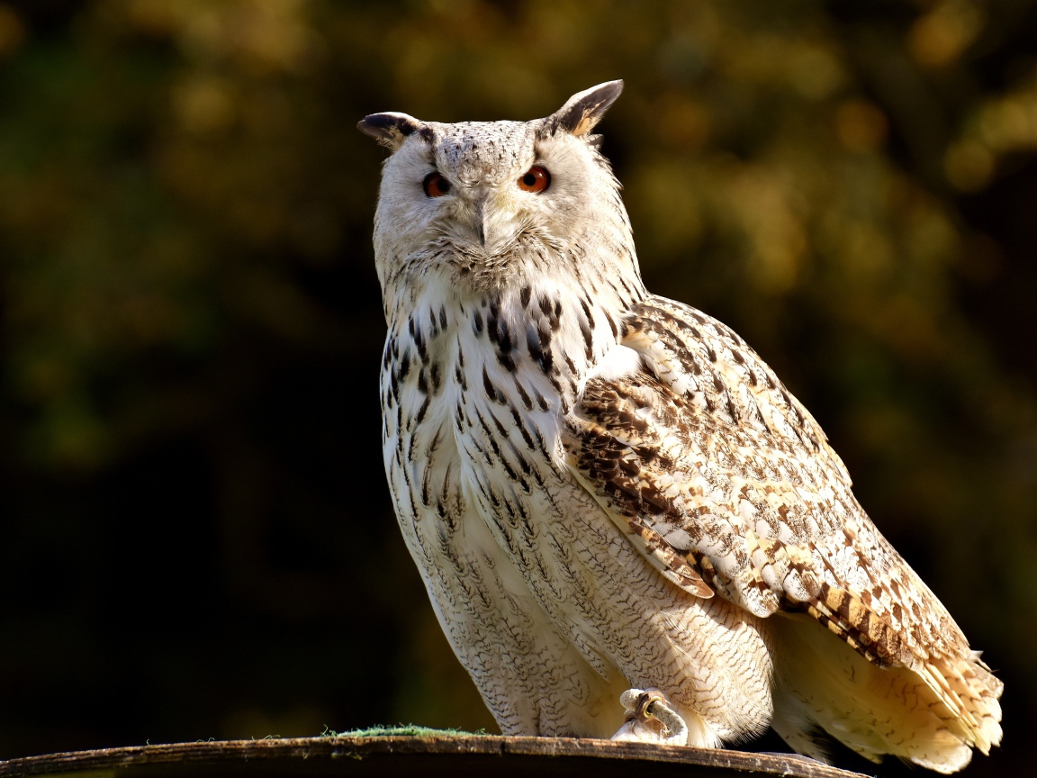 Большая белая сова сидит на ветке