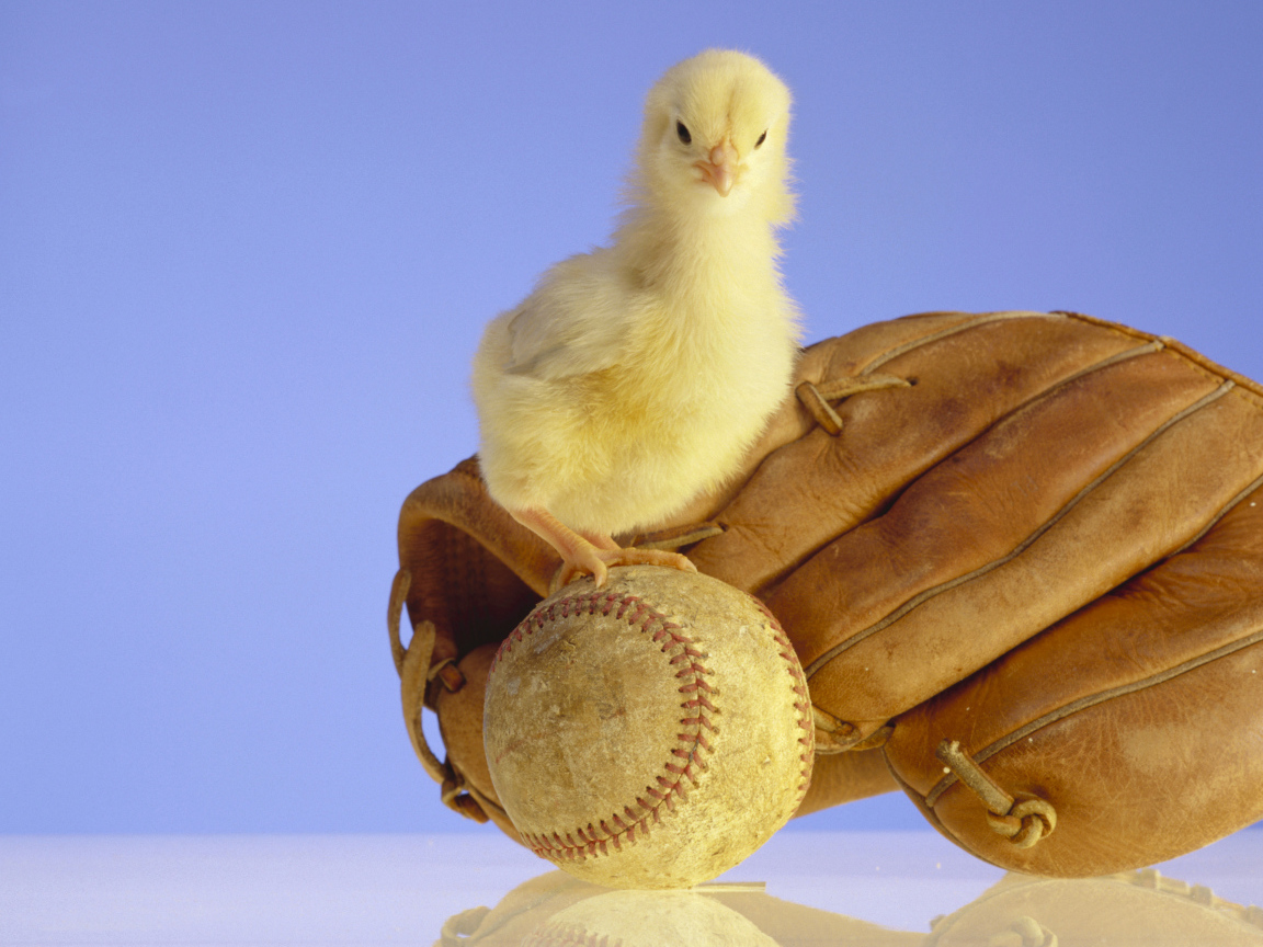 Маленький желтый цыпленок с бейсбольной перчаткой и мячом