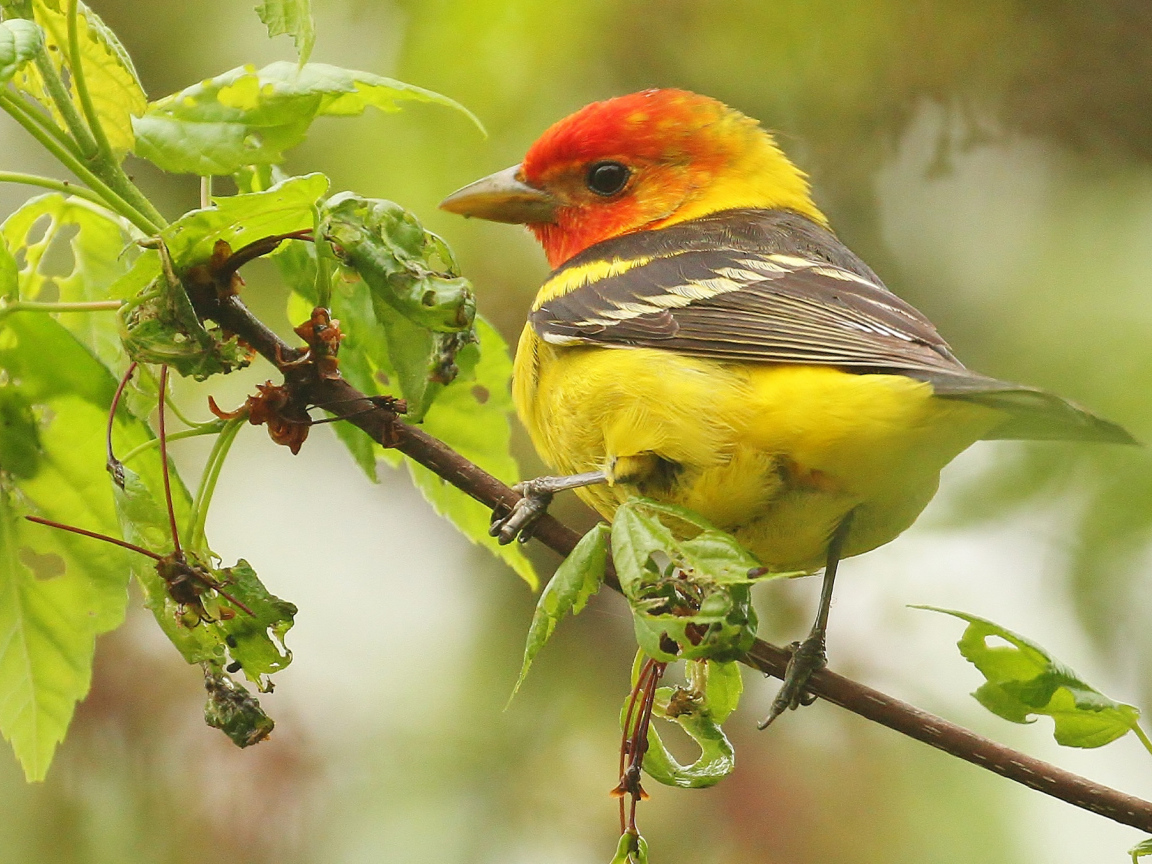 Птица красноголовая пиранга сидит на ветке 
