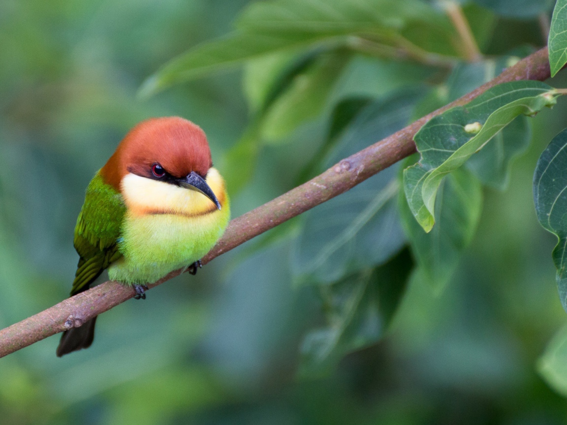 Маленькая птичка золотистая щурка сидит на ветке