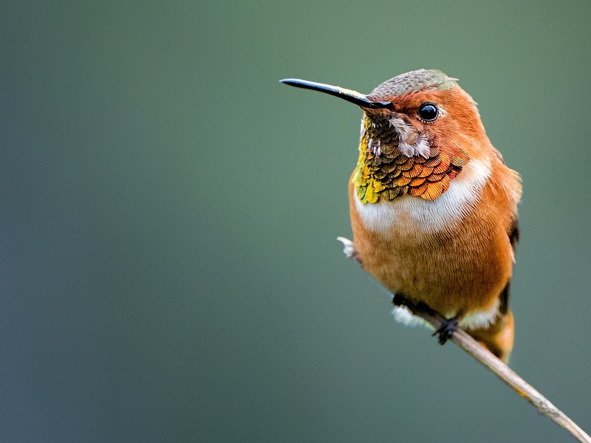 Маленькая птица колибри сидит на ветке 