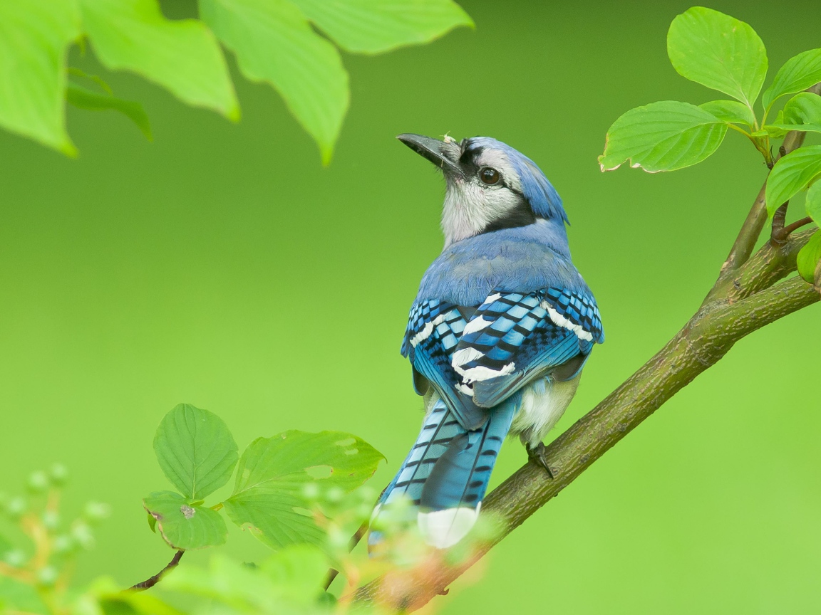 Маленькая голубая сойка сидит на ветке дерева