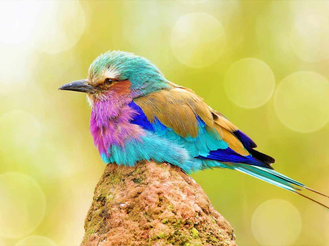 Маленькая разноцветная птичка сидит на камне