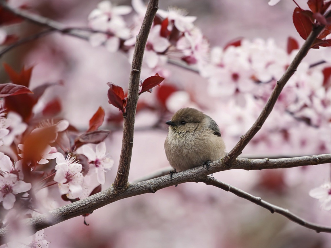 Маленький воробей на цветущей весенней ветке 