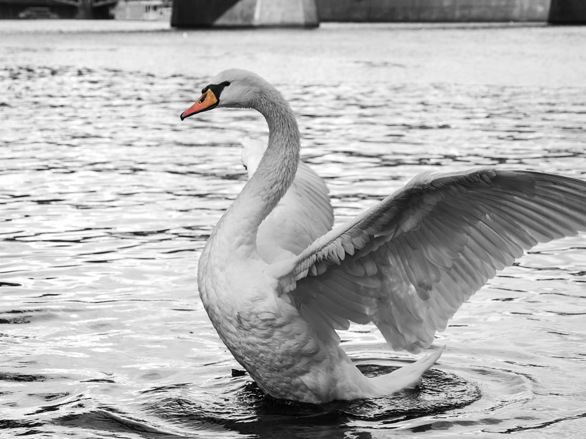 Белый красивый лебедь готовится взлететь с воды