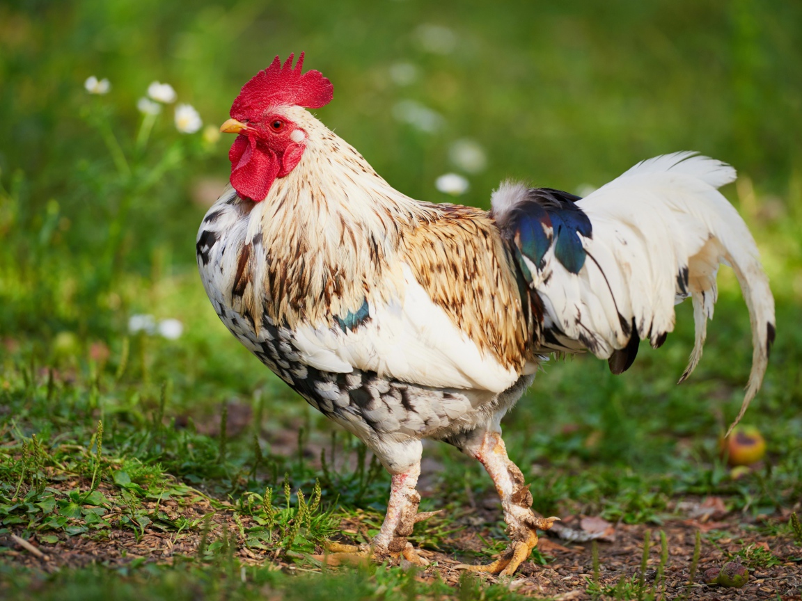 Красивый породистый петух 