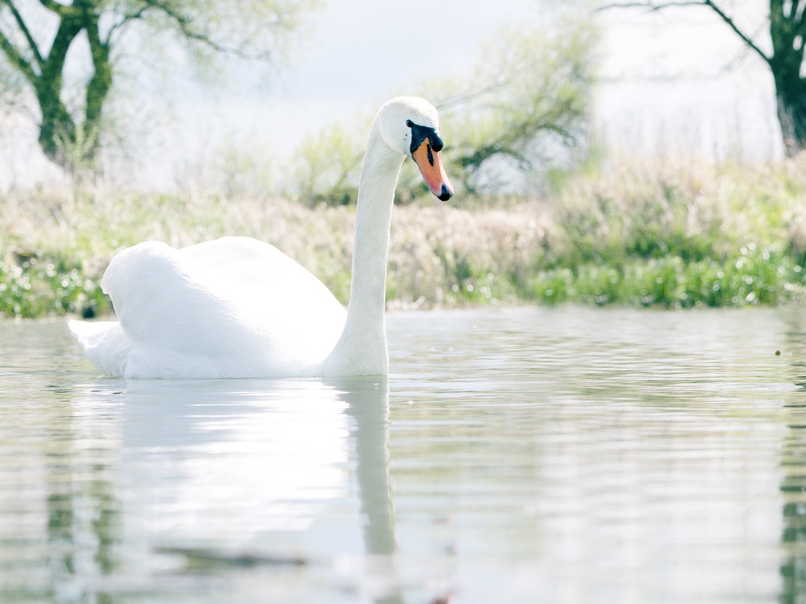Красивый белый лебедь шипун на озере 