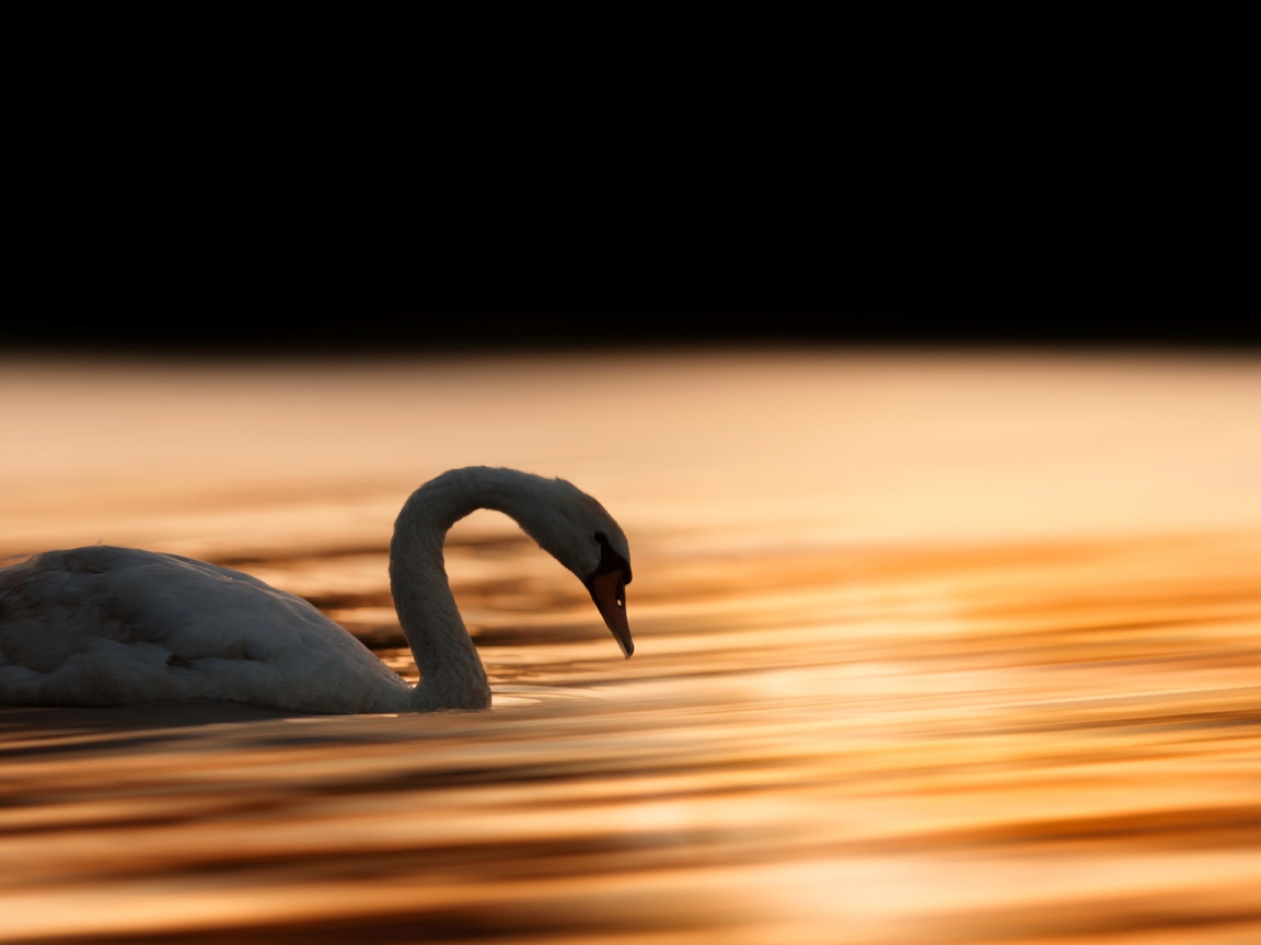 Красивый белый лебедь шипун плавает в воде