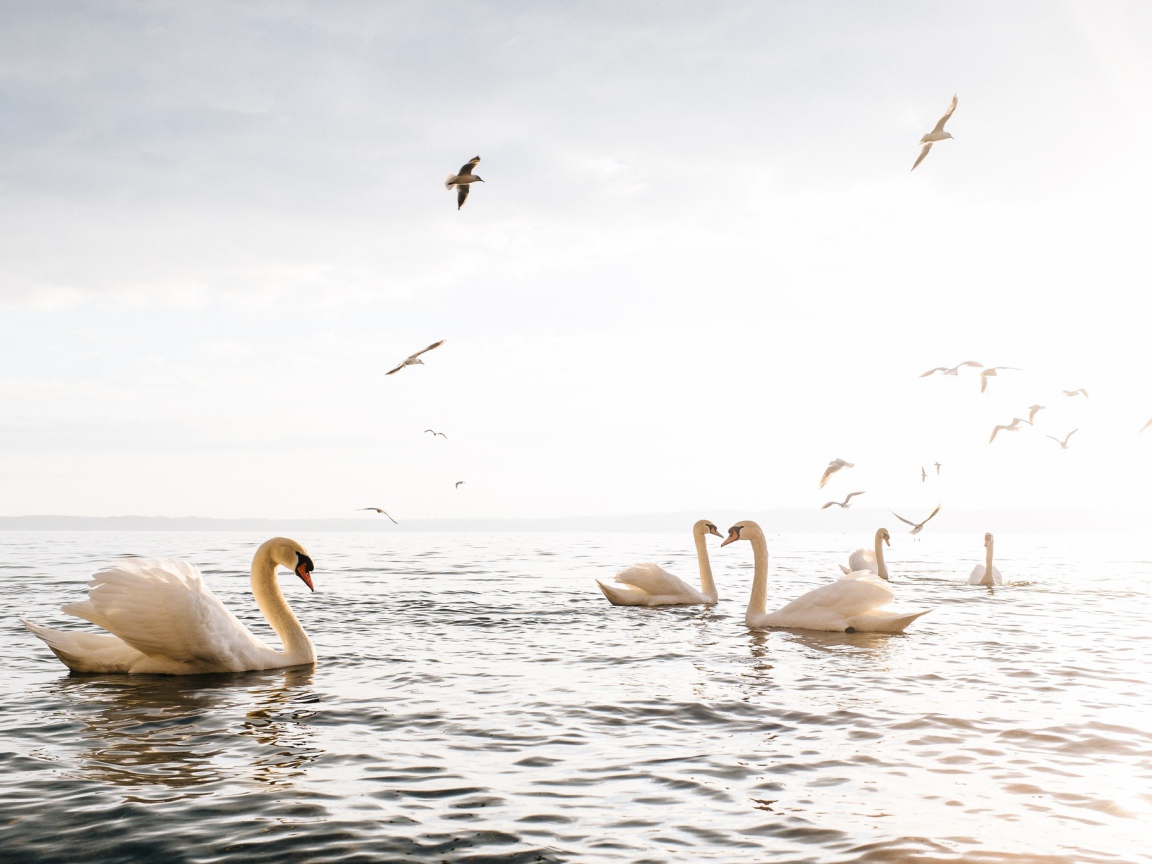 Красивые белые лебеди - шипуны плавают в озере