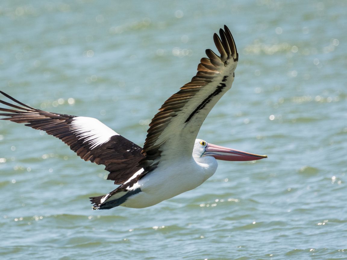 Большая птица пеликан летит над водой