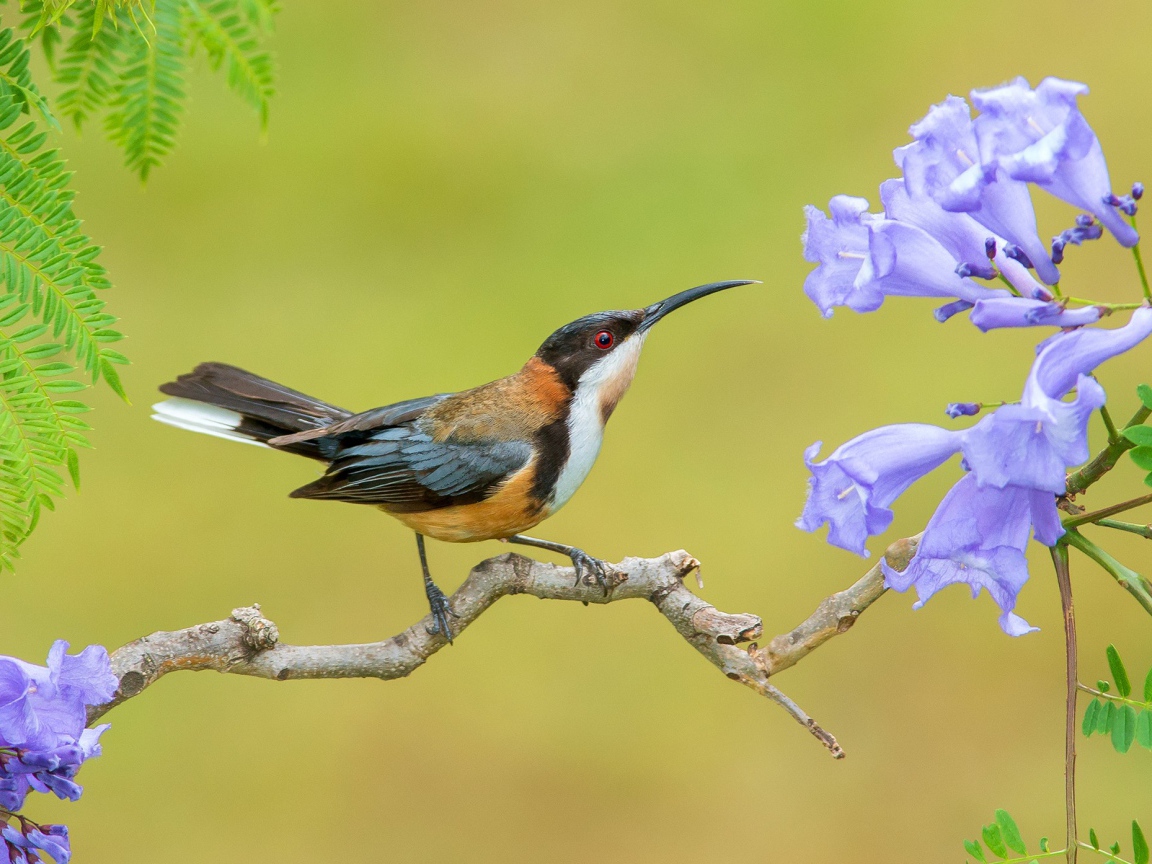 Птичка на ветке с сиреневыми цветами 