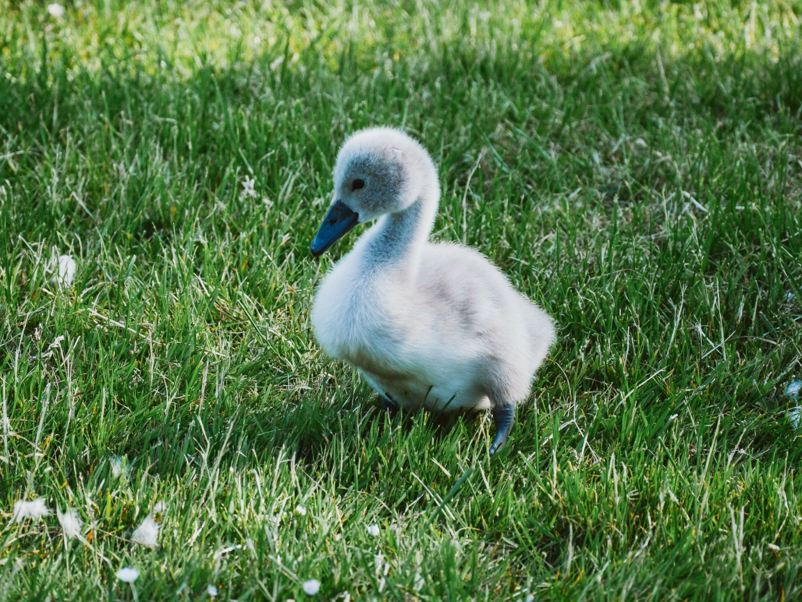 Милый маленький птенец лебедя на зеленой траве 