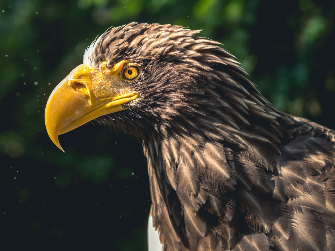 Голова орла с большим желтым клювом