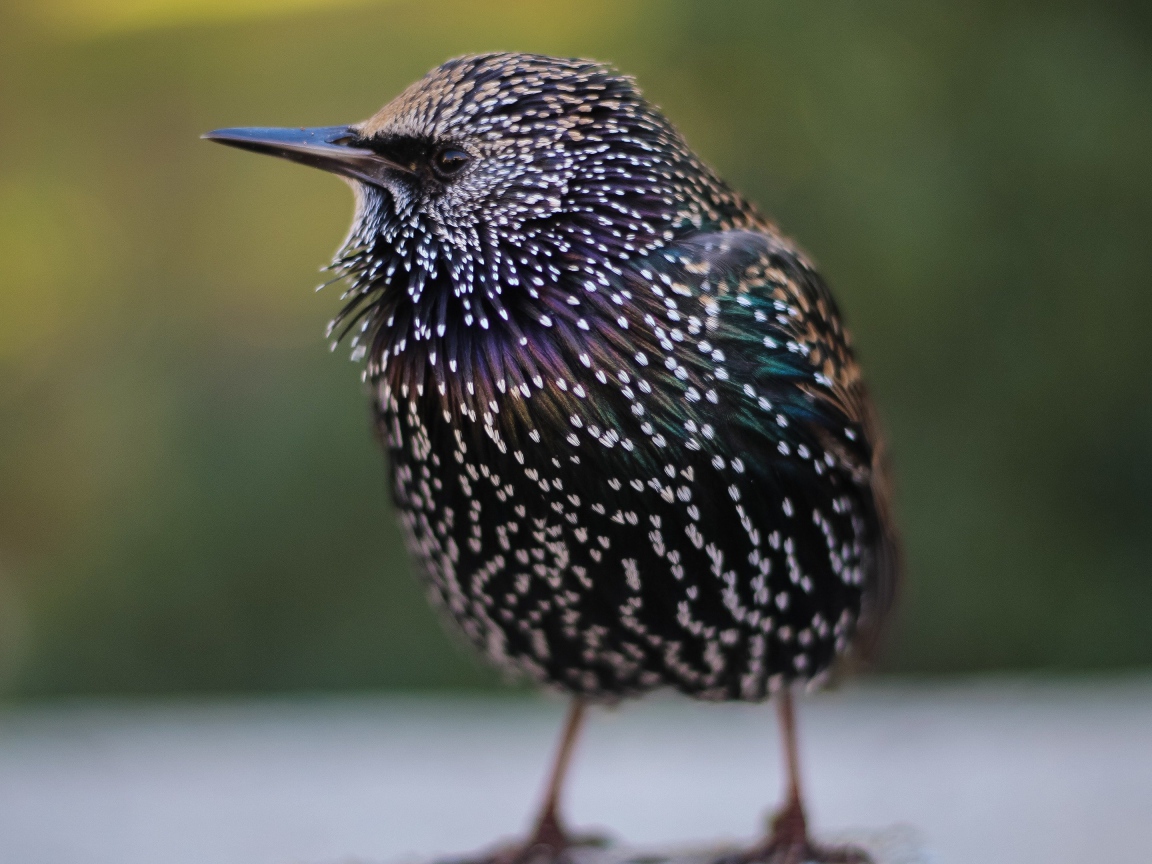 Маленький милый птенец скворца 