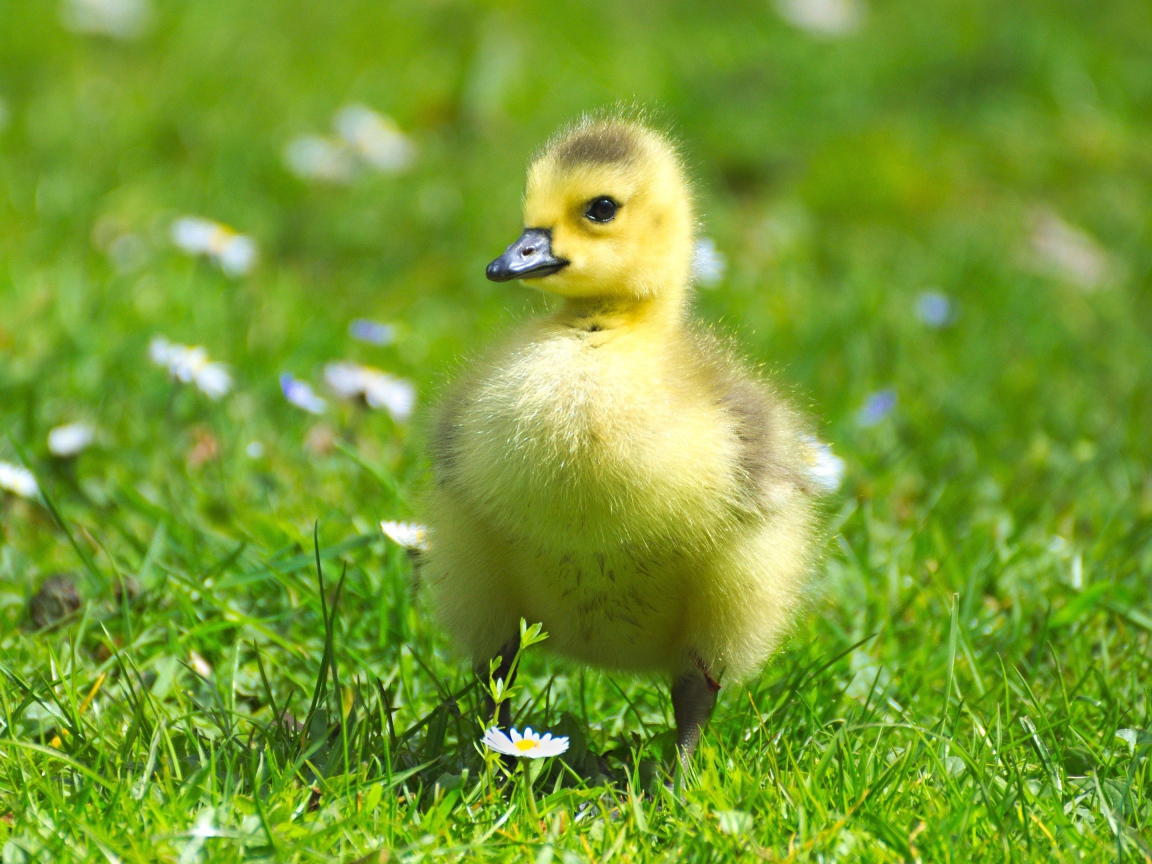 Маленький милый гусенок на зеленой траве