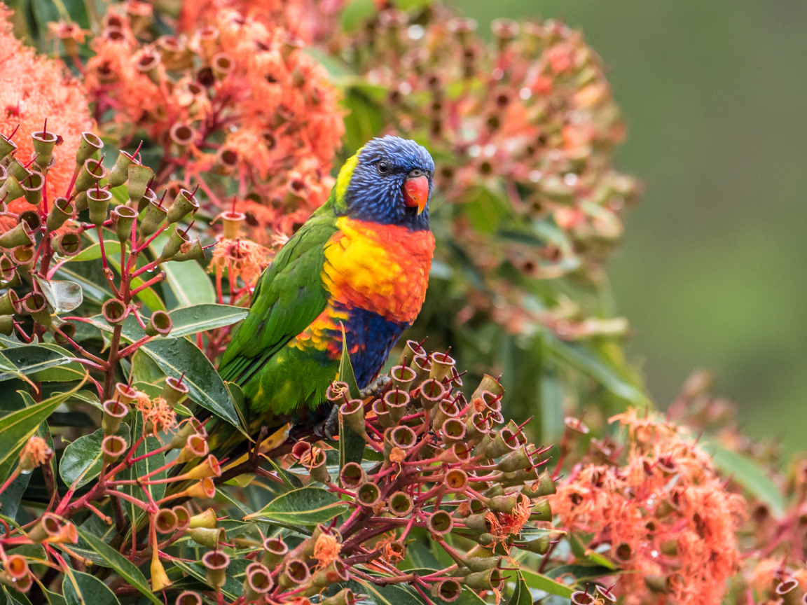 Многоцветный лорикет сидит на экзотическом цветке 