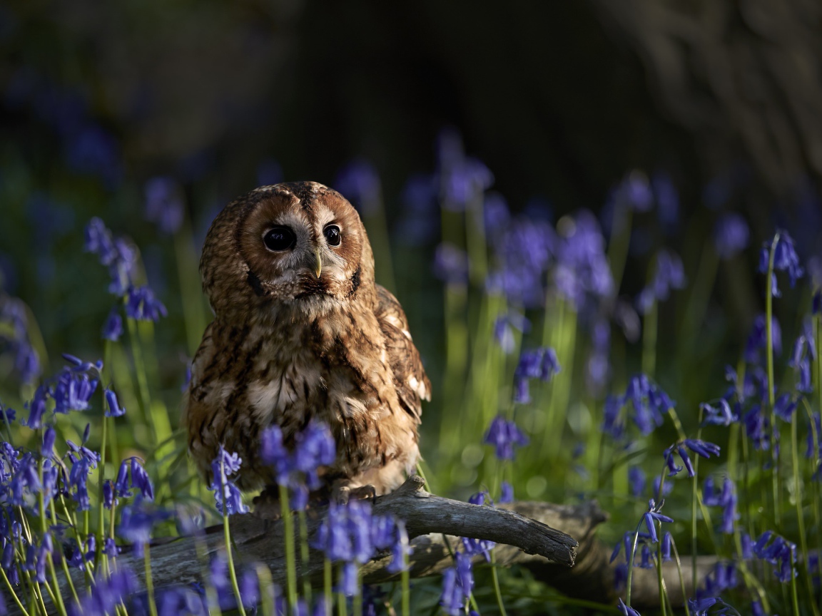 Сова сидит на сухой коряге среди голубых весенних цветов 
