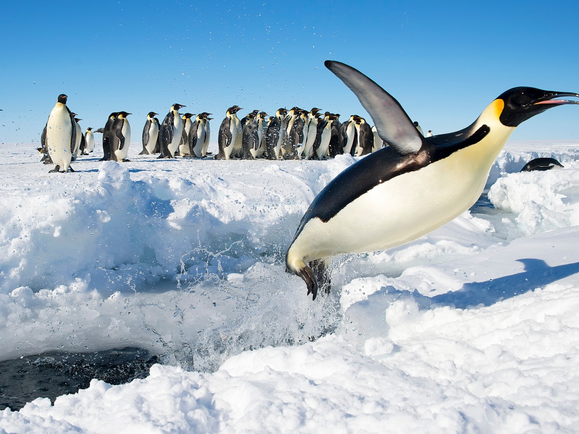 Королевский пингвин выпрыгивает из воды на снег