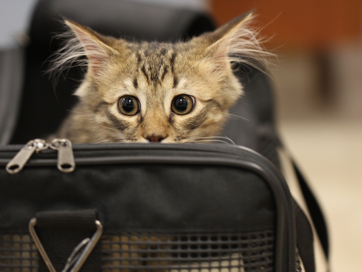 Испуганный серый котенок в черной сумке 