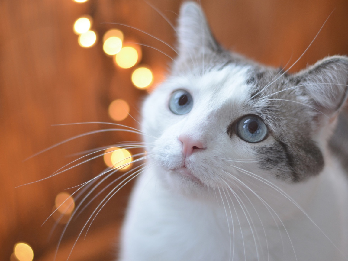 Взгляд серо-белого кота с голубыми глазами